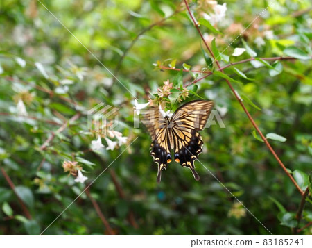 Papilio machaon 試圖棲息在 Abelia 花上 Papilio machaon 試圖棲息在 Abelia 花上 83185241