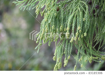 秋雪松和雄花（芽） 83185306