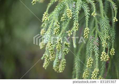 秋雪松和雄花（芽） 83185307