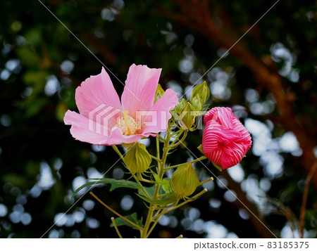 粉紅邦聯玫瑰(Fuyo 的開放花和枯萎的花和芽) 粉紅邦聯玫瑰(Fuyo 的開放花和枯萎的花和芽) 83185375