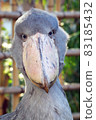 Shoebill face up 83185432