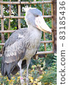 Whole body of shoebill 83185436