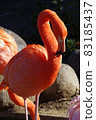 Shaded red flamingo 83185437