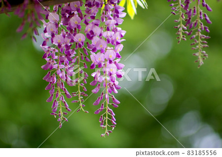 Mysterious wisteria flowers blooming in the park Mysterious wisteria flowers blooming in the park 83185556