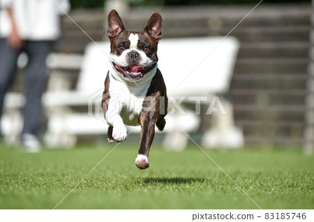 Running with hot sale boston terrier