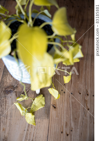 枯萎的觀葉植物 Potos 83185881