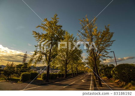 A row of ginkgo trees at the beginning of coloring A row of ginkgo trees at the beginning of coloring 83186192