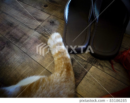 Cat tail, floor and slippers parts photo Cat tail, floor and slippers parts photo 83186285