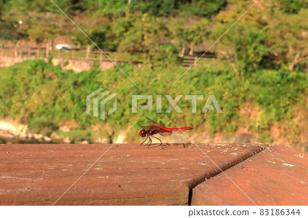 紅蜻蜓 83186344