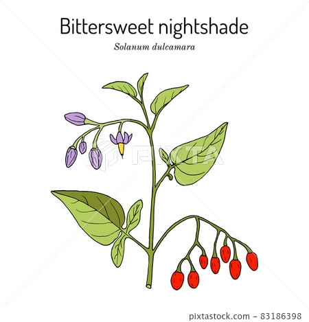 Bittersweet nightshade Solanum dulcamara , medicinal plant 83186398