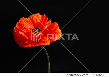 A single poppy on black background. Poppy for November 11 and other remembrance days. 83186569