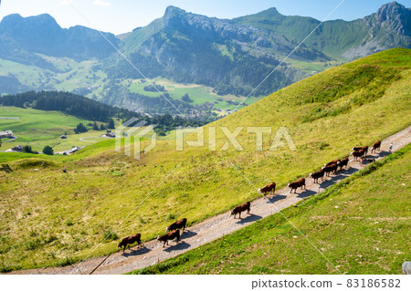 Cows in a mountain field. La Clusaz, France 83186582