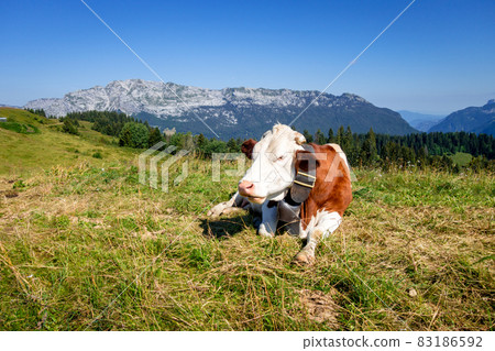 Cows in a mountain field. La Clusaz, France 83186592