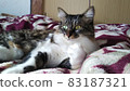 Cat photo relaxing cat Norwegian Forest Cat 83187321