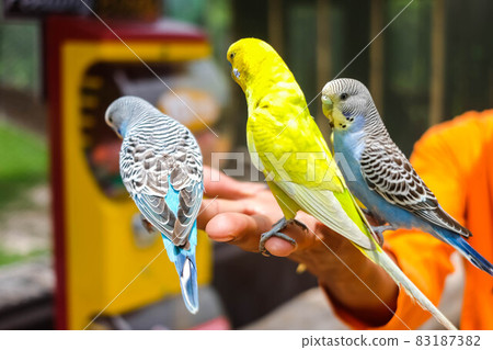 Birds are standing on a man's hand, zoo concept. 83187382