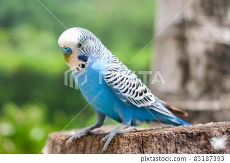 Blue bird is standing on the tree. 83187393