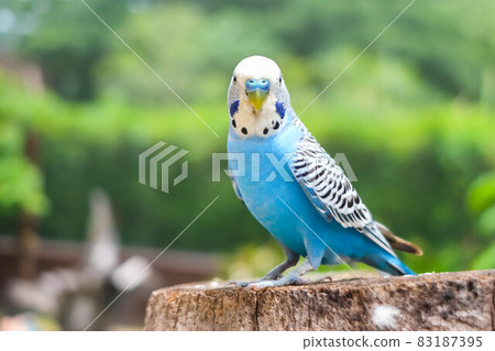 Blue bird is standing on the tree. 83187395