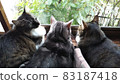 3 cats photo cute cat dumplings 83187418