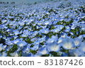 喜林草 83187426