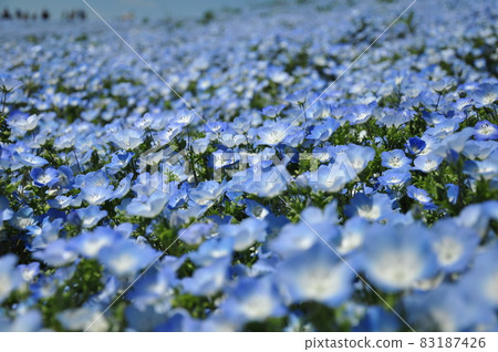 喜林草 喜林草 83187426