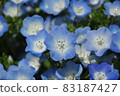 Nemophila了 83187427