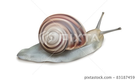 Realistic Detailed 3d Burgundy Roman Creeping Snail for Cosmetic Product or Cuisine Isolated on a White Background. Vector illustration Realistic Detailed 3d Burgundy Roman Creeping Snail for Cosmetic Product or Cuisine Isolated on a White Background. Vector illustration 83187459