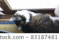 Cat photo Norwegian Forest Cat 83187481