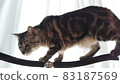 American shorthair photo cat climb 83187569