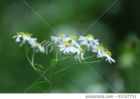 Country chrysanthemum Country chrysanthemum 83187752