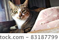 A cute photo of a cat staring at you 83187799