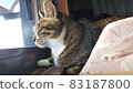 Sleeping cat Sleeping cat Kijishiro 83187800