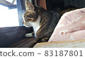 Photo of Kijishiro, a cat looking out the window 83187801