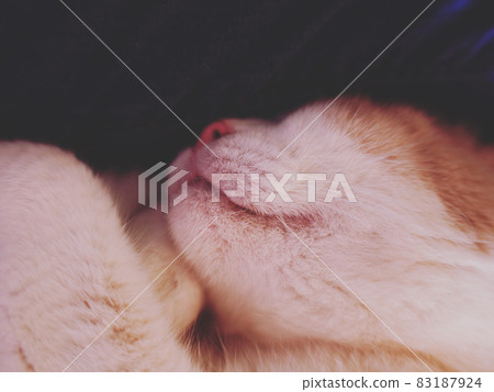 貓睡得很香的部分照片，嘴巴，鼻子，鬍鬚，手，喉嚨，臉頰，槍口 83187924