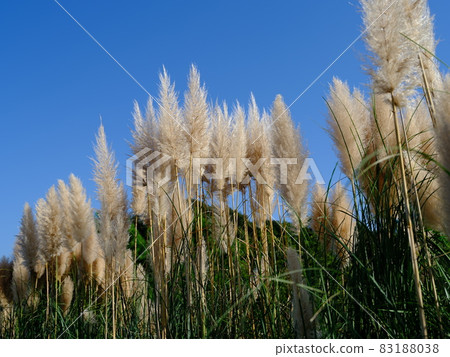 Pampas grass herd 83188038