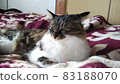 Squid ear cat moody cute cat photo 83188070