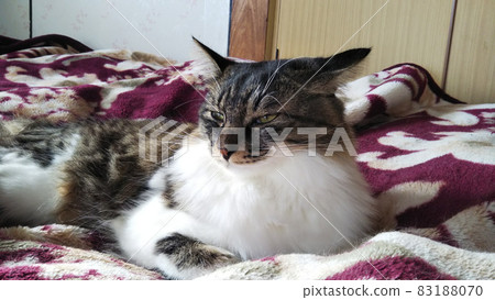 Squid ear cat moody cute cat photo 83188070