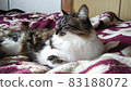 Sleeping cat cute photo Norwegian Forest Cat 83188072