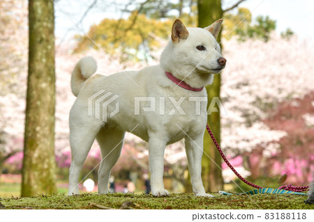 櫻花背景的白髮柴犬 櫻花背景的白髮柴犬 83188118