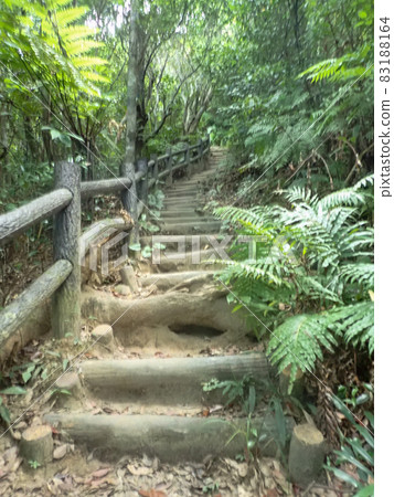 西表島浦內川自然研究之路 83188164