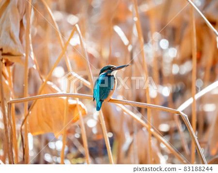 Autumn kingfisher Autumn kingfisher 83188244