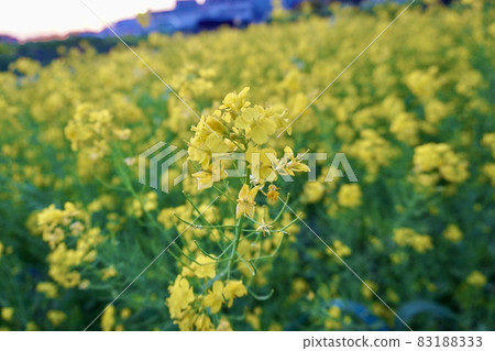 Rapeseed field Rapeseed field 83188333