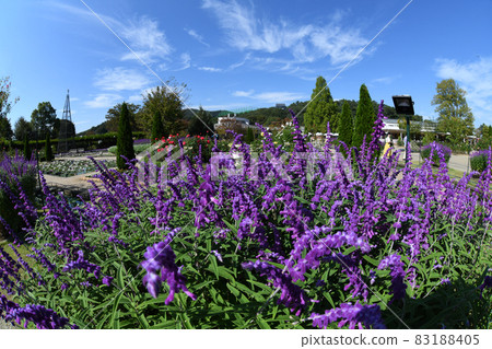 Amethyst Sage Amethyst Sage 83188405