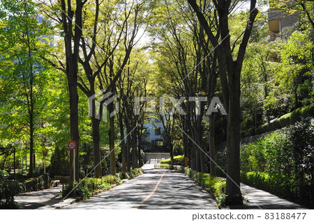 October Shibuya 427 zelkova trees, Hiroo Garden Hills, Hiroo 4-chome 83188477