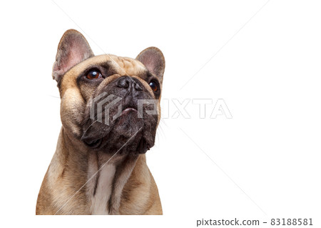 Formidable dog. French bulldog Studio shot isolated against white background Formidable dog. French bulldog Studio shot isolated against white background 83188581