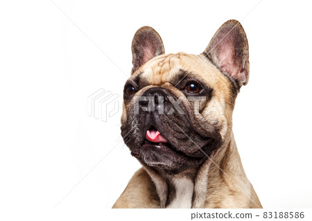 French bulldog studio shot isolated against white background and stick her tongue French bulldog studio shot isolated against white background and stick her tongue 83188586