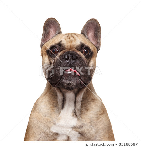 Confused french bulldog studio shot isolated on white background and stick her tongue Confused french bulldog studio shot isolated on white background and stick her tongue 83188587