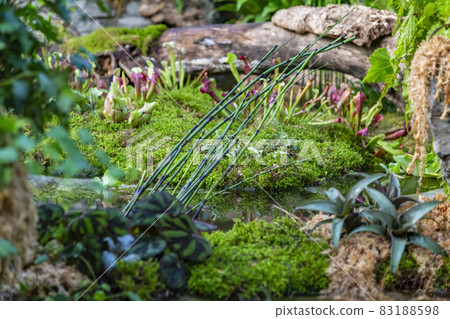 Equisetum Hyemale as an element of garden decoration Equisetum Hyemale as an element of garden decoration 83188598