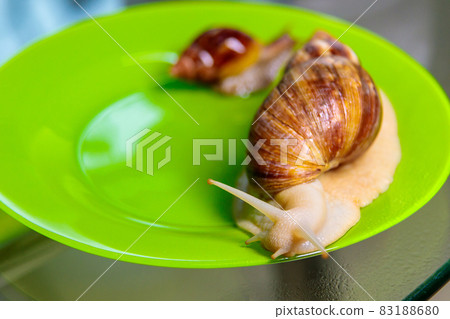 A large white snail glides along the edge of the plate. Large white mollusks crawl slowly. 83188680