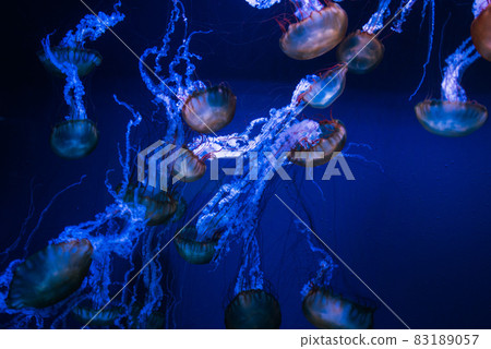 Aquarium jellyfish Aquarium jellyfish 83189057