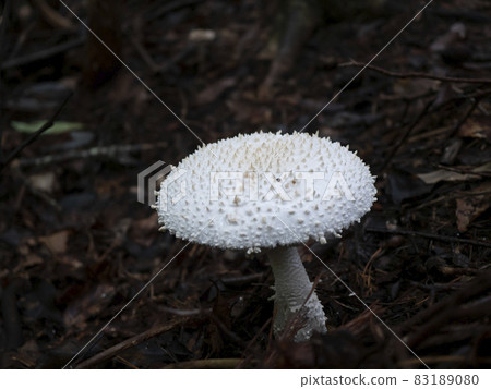 毒蘑菇鵝膏菌 83189080